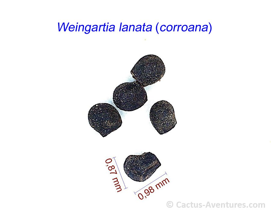 Weingartia lanata (corroana)